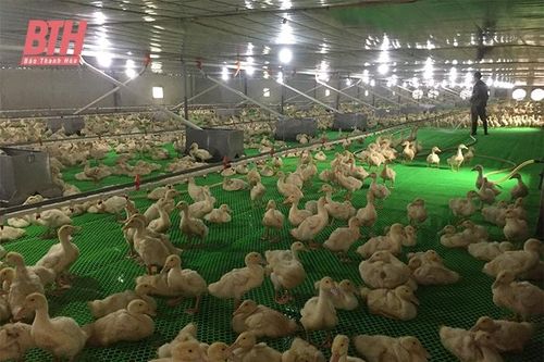 Phát triển sản xuất, gắn với xây dựng nông thôn mới ở xã Vạn Thắng