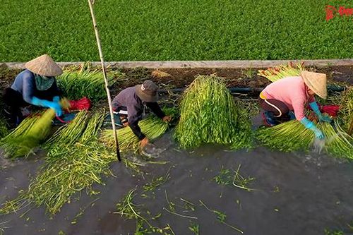 Trồng rau cần ở Gia Kiệm