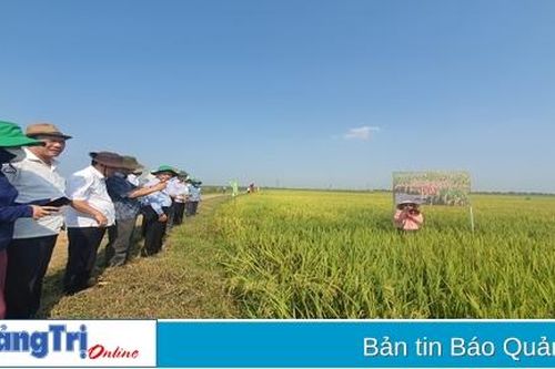 Đánh giá giống lúa mới LP 5 trồng thử nghiệm đầu tiên tại Quảng Trị