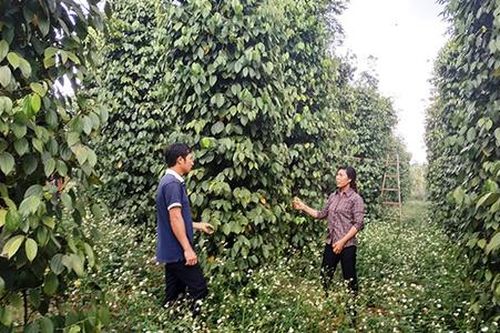 Nông dân Đắk Nông thu 'vàng' từ canh tác xanh