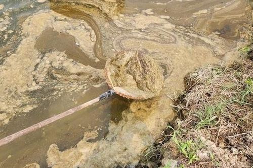 Báo động nguồn nước sông Sa Lung bị ô nhiễm nặng