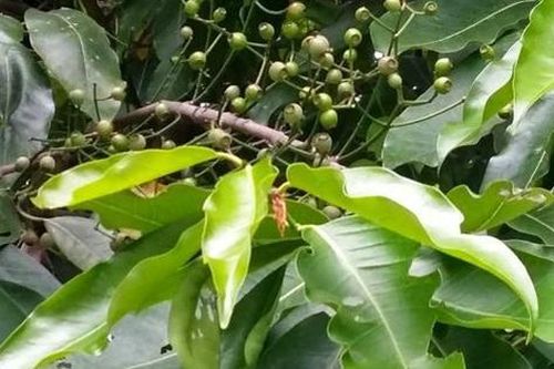 Vối - Thức uống giải nhiệt, vị thuốc chữa bệnh