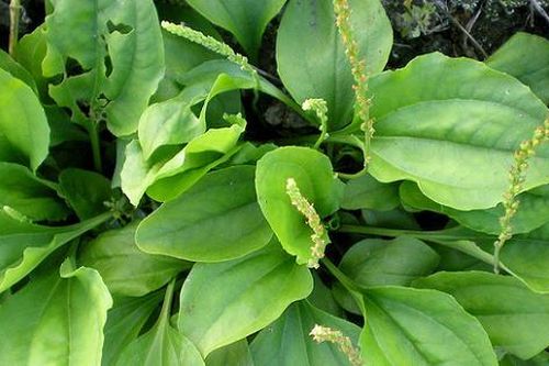 Các bài thuốc trị sỏi niệu và sỏi mật