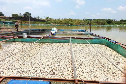 Hàng chục tấn cá nuôi trong lồng, bè trên sông Sêrêpốk chết bất thường