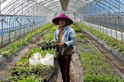 Cô dâu Việt trồng rau ở Chungcheongnam