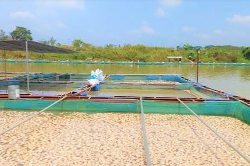 Hàng tấn cá chết mỗi ngày, nổi lềnh bềnh trên mặt sông Sêrêpốk