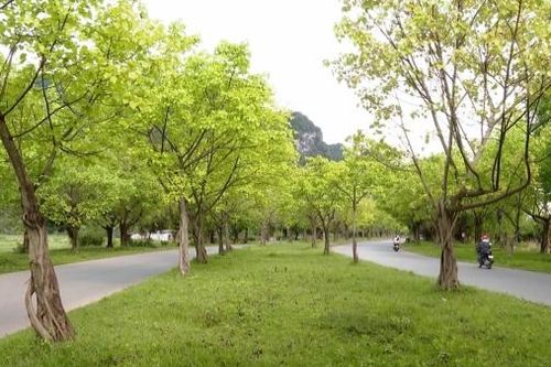 Con đường cây bồ đề - Sản phẩm du lịch độc đáo của Ninh Bình