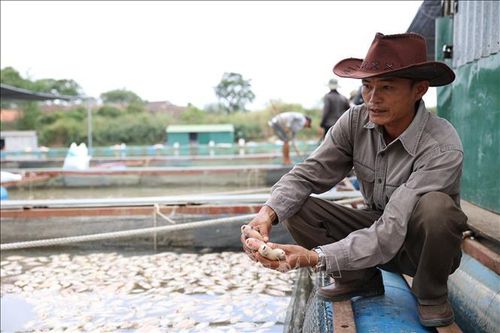 Hàng chục tấn cá nuôi lồng, bè chết bất thường trên sông Sêrêpốk