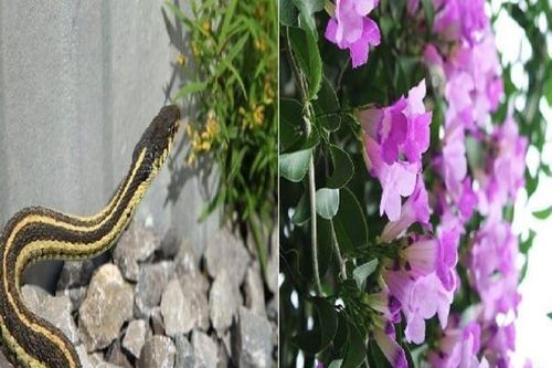Vườn nhà trồng 5 loại cây này rắn mê như điếu đổ: Càng giữ càng nguy hiểm, muốn bình yên nhổ bỏ ngay
