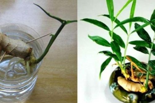 8 loại rau gia vị chỉ cần cắm 1 gốc vào đất quanh năm có rau ăn