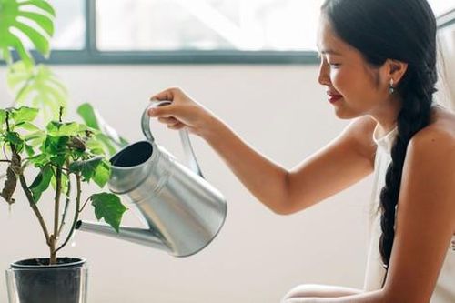 Trang trí tổ ấm với điểm nhấn từ sắc xanh cây cảnh