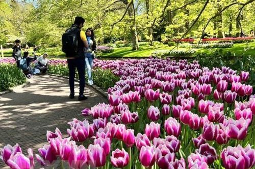 Đắm mình trong vườn hoa tulip nổi tiếng nhất thế giới tại Hà Lan