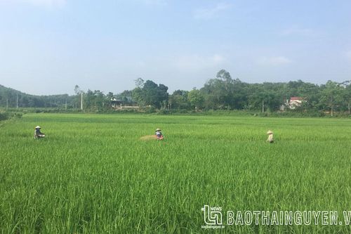 Tháng Năm về cho cây lúa trổ bông