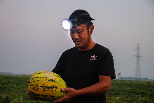 Tránh nắng nóng 42 độ C, nông dân Hà Tĩnh đội đèn thu hoạch dưa từ tờ mờ sáng