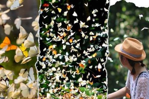 'Tọa độ check-in' cổ tích mùa Hè: Lạc vào khu vườn thần tiên ngập tràn cánh bướm