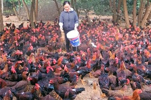 Người chăn nuôi đứng trước nhiều áp lực