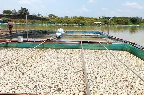 Đắk Lắk: Hàng chục tấn cá nuôi lồng, bè chết trắng trên sông Sêrêpốk