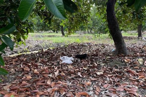 Thi thể người đàn ông đang phân hủy trong bụi cây ở TP.HCM
