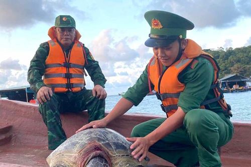 Kiên Giang: Thả cá thể rùa biển nặng 80kg về đại dương