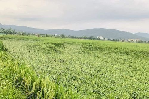 Lúa, bắp nát đổ như bị 'voi quần' sau cơn mưa đầu mùa