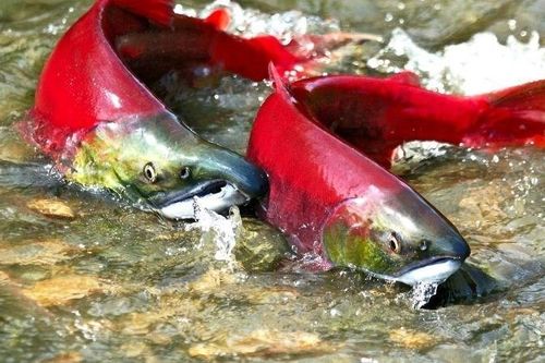 Kinh ngạc loài cá mỗi lần 'giao ban' lại khiến Trái đất rung chuyển