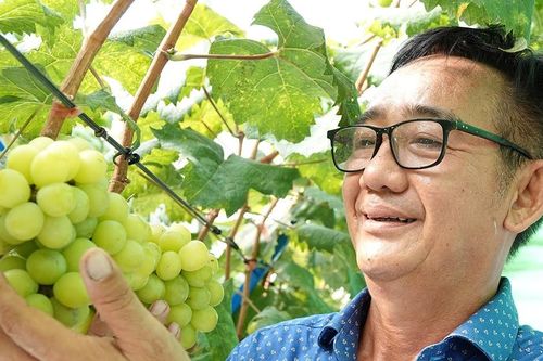 Mua giống quả siêu đắt từ Hàn Quốc, lão nông miền Tây lãi bộn tiền