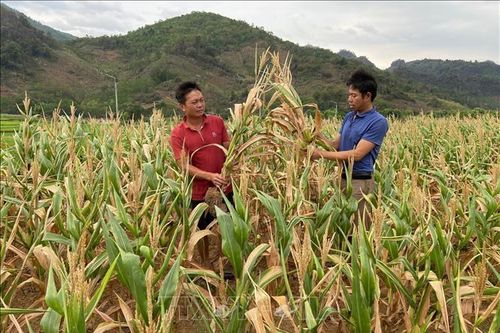 Sản xuất nông nghiệp ở Lai Châu gặp khó do khô hạn