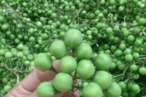 Thứ quả dại thành đặc sản được săn lùng, dân buôn có ngày bán vài chục cân