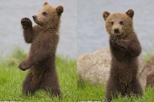 'Phát sốt' với màn biểu diễn kungfu của gấu con