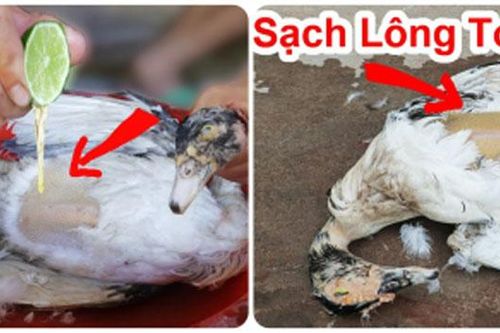 3 cách nhổ lông vịt nhanh: Vừa sạch từng lông măng lại khử mùi hôi ai cũng thích
