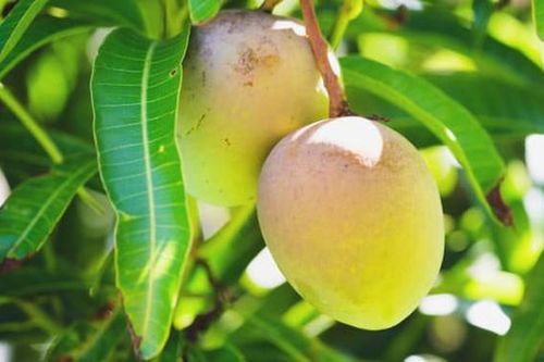 8 lợi ích của lá xoài có thể bạn chưa biết