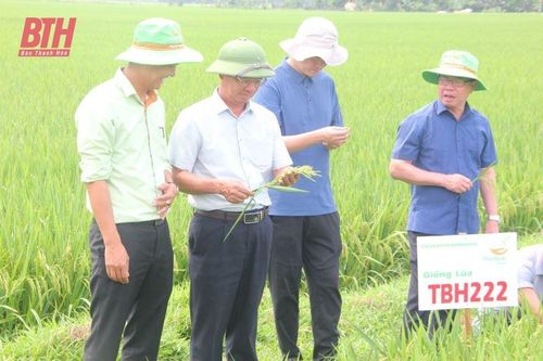 Các giống lúa mới trên đồng đất Thanh Hóa có nhiều ưu điểm, năng suất cao