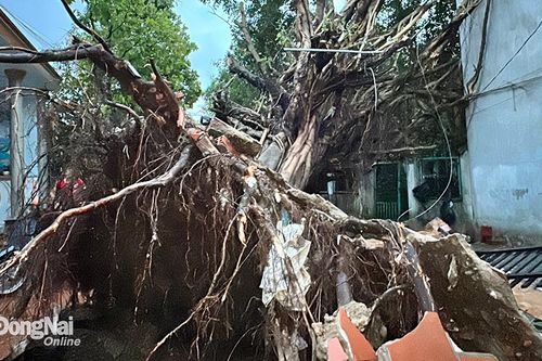 2 cây si cổ thụ bật gốc khi mưa lớn, gây hư hại nhiều nhà cửa