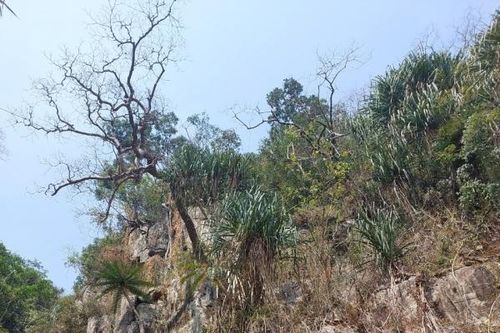 Vụ cháy trên núi Chín Khúc: Không có thiệt hại về tài nguyên rừng