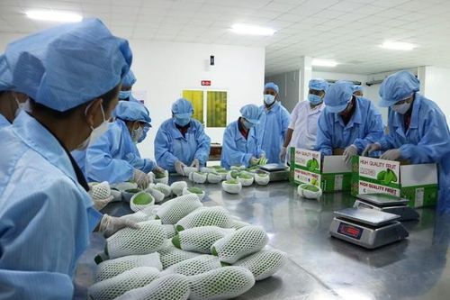 Xuất khẩu vào Nhật Bản và Hàn Quốc: Dư địa còn rất lớn