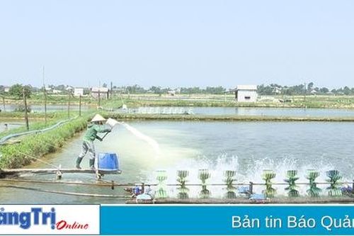Người nuôi tôm ở Vĩnh Linh đối mặt với nhiều khó khăn