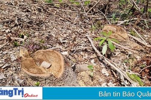 Hướng Hóa: 20 cây rừng tự nhiên tái sinh bị chặt phá