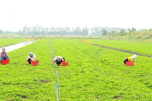 Trồng rau má 'hái' ra tiền