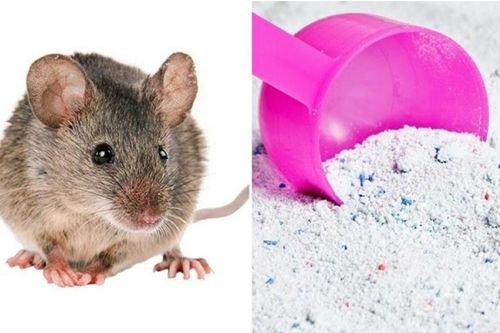 Cách diệt gián, chuột hiệu quả bằng bột giặt
