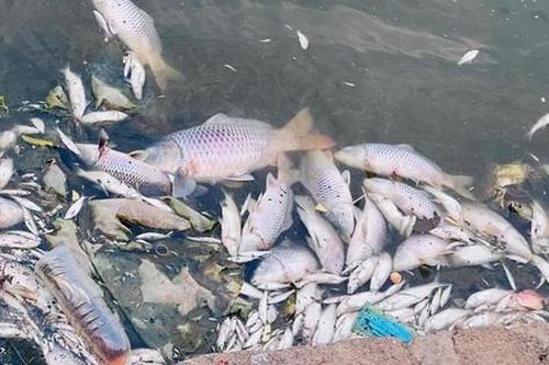 Cá chết nổi trắng hồ điều hòa lớn nhất TP Hà Tĩnh