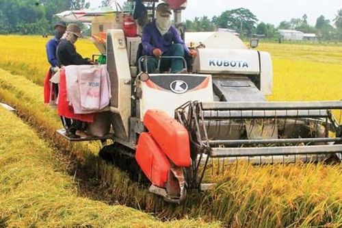 Nghiêm cấm các hành vi 'bảo kê, làm giá' máy gặt lúa