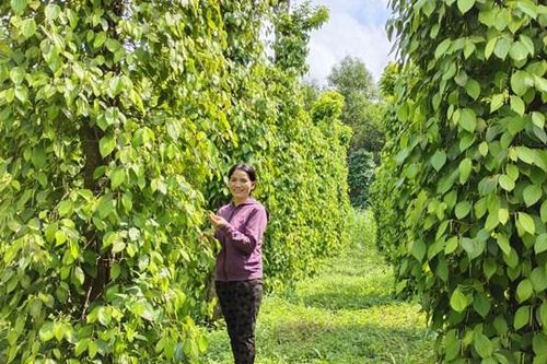 Bình Định: Tháo gỡ khó khăn, vướng mắc trong các chương trình Mục tiêu quốc gia