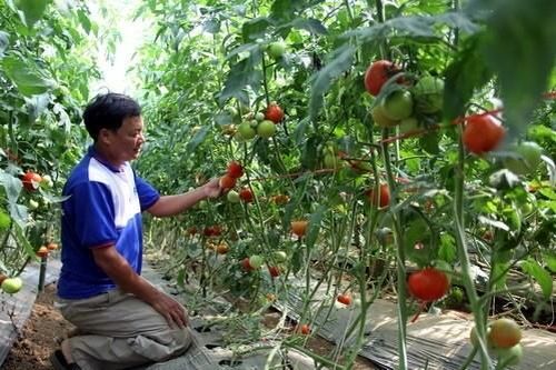 Lâm Đồng: 64 hợp tác xã hoạt động trong lĩnh vực nông nghiệp