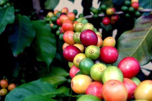 Giá cà phê hôm nay 9/5: Robusta rộng cửa tăng khi dự báo sản lượng giảm