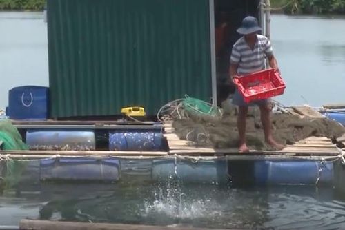 Quảng Ngãi phát triển mạnh nuôi cá lồng bè