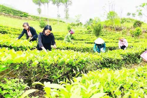 Sửa đổi, bổ sung hướng dẫn đa dạng hóa sinh kế, phát triển mô hình giảm nghèo từ 1/6