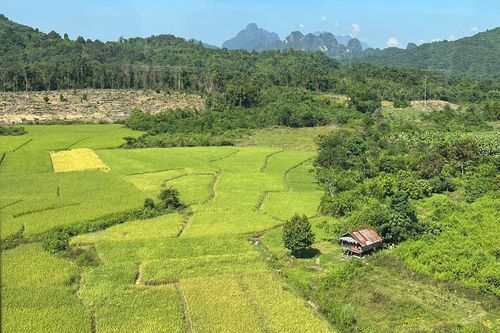 Lào đặt mục tiêu sản xuất hơn 3,8 triệu tấn lúa trong năm 2023