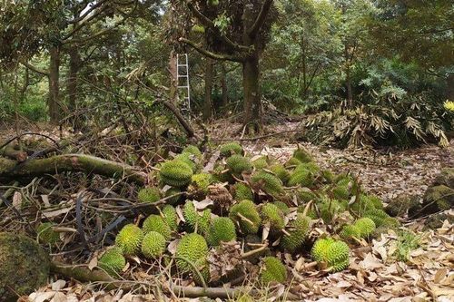 Gió lốc 'thổi bay' 1.000 tấn sầu riêng