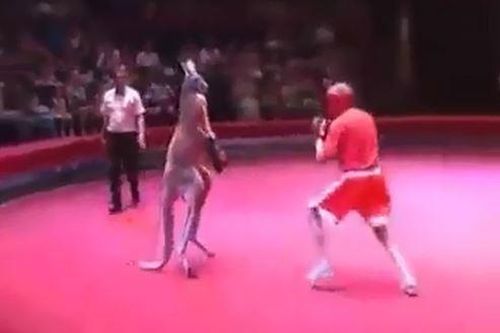 'Cười ngất' trước màn boxing kinh điển giữa người và Kangaroo