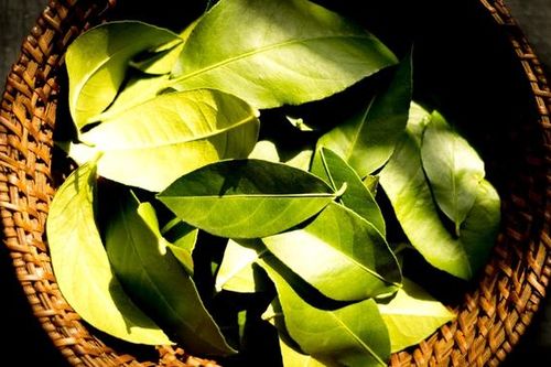 Lá chanh giúp giải cảm, trị ho và có nhiều lợi ích cho sức khỏe